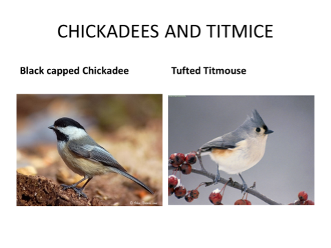 Winter Birding in Graham County